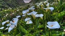 Calla Lilies Big Sur HDR